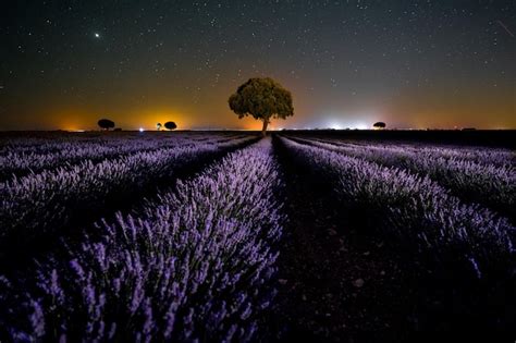 Flores Moradas En La V A L Ctea En Un Campo De Lavanda De Verano