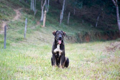 Un Perro Negro Con Una Mancha Blanca En El Pecho Se Sienta En Un Campo