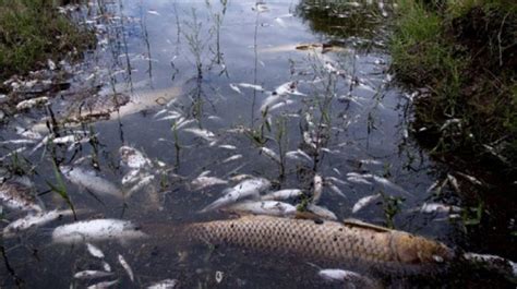 Preocupación por la mortandad de peces en Calamuchita Córdoba El