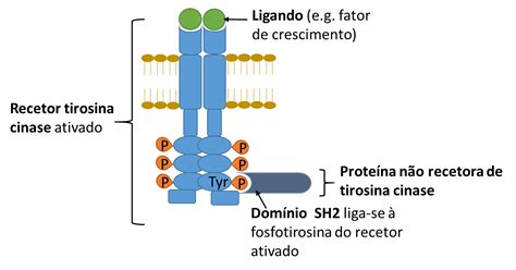 Proteína tirosina quinasa Knoow