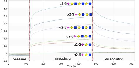 Biolayer Interferometry Bli