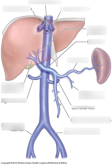 IVC Diagram | Quizlet