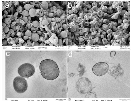 Scanning And Transmission Electron Microscopy Of Mrsa Atcc