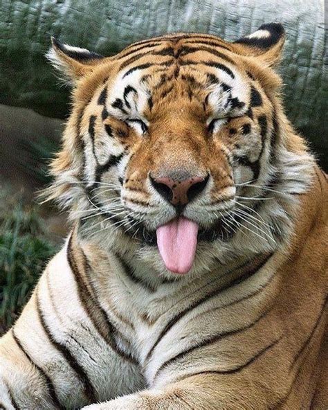 Wild Geography On Instagram 🐯 😝tag Your Friends 👇🏽 Photo By Amanda