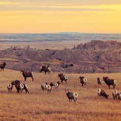 35 Black Hills Wildlife ideas | black hills, wildlife, south dakota