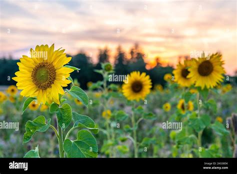 Sunflower field in the sunset Stock Photo - Alamy