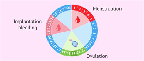 Implantation Bleeding And The Menstrual Cycle