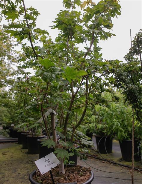 Acer Japonicum Vitifolium Rable Du Japon