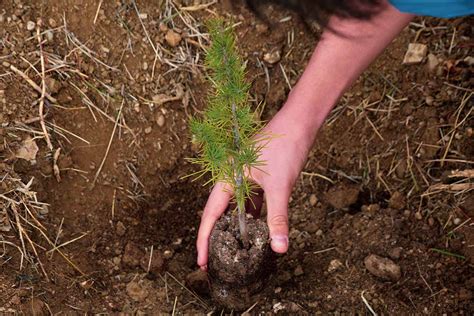 How To Grow And Care For Pine Trees Gardeners Path