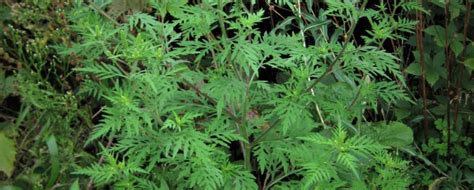 Common Ragweed – Ambrosia artemisiifolia – Wisconsin Horticulture