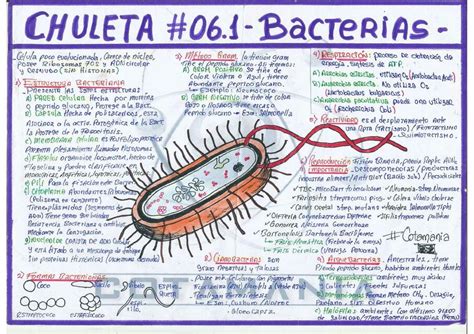 BACTERIAS ThinkMed UDocz