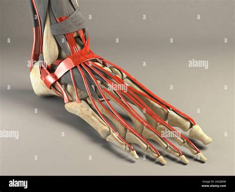 Ilustración De La Anatomía De La Articulación Del Tobillo Y Pie