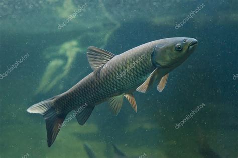 Grass carp swimming Stock Photo by ©wrangel 112561544