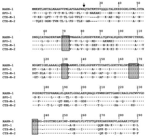 Biochemical Genetic Characterization Of The Chromosomally Encoded