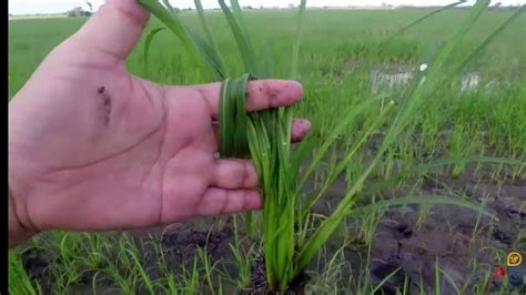 Control De Malezas En Arroz Nuevas Claves Y Nuevos Tipos De Control