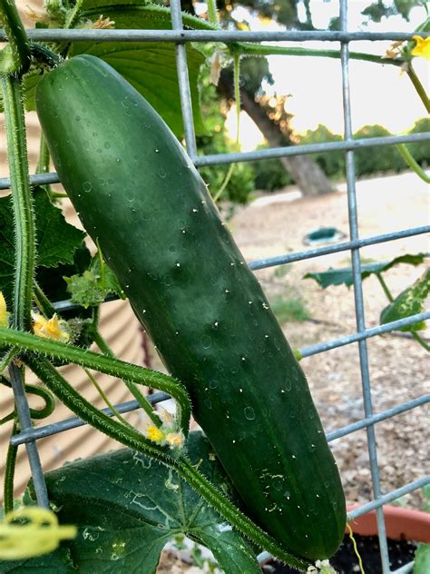 Marketmore 76 Cucumber Seeds The Plant Good Seed Company