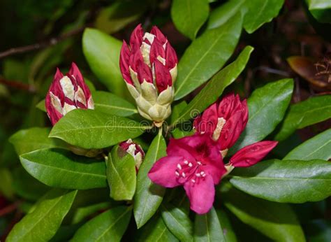 Conjunto De Flor Branco Bonito Do Rododendro Folhas Verdes Imagem