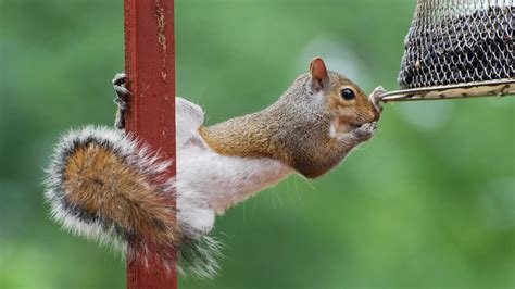 How to Keep Squirrels Out of Bird Feeders