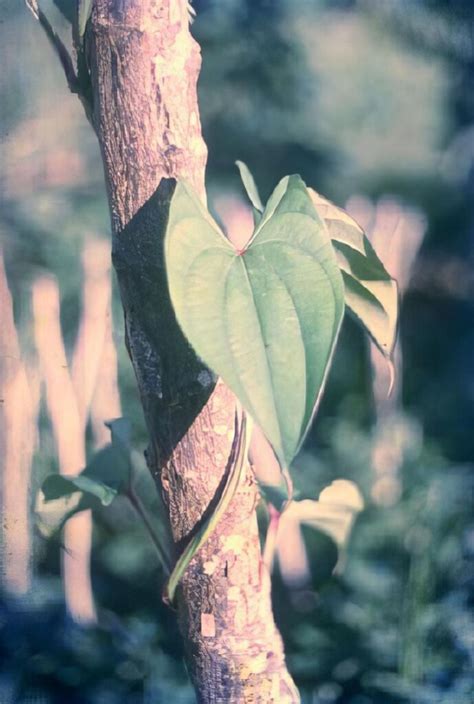 Yam varieties in Papua New Guinea - Bushguide 101