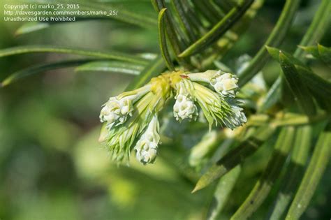 PlantFiles Pictures Japanese Plum Yew Harrington Plum Yew Cow Tail