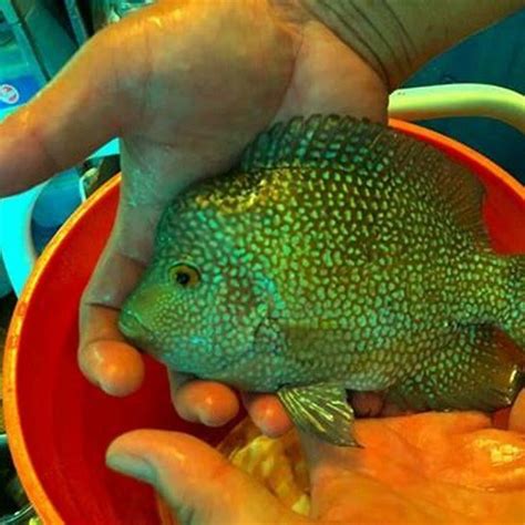 How Big Does A Nicaraguan Cichlid Get DIY Seattle