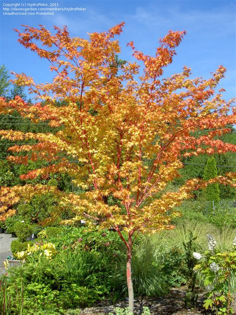 Plantfiles Pictures Coral Bark Japanese Maple Sango Kaku Acer