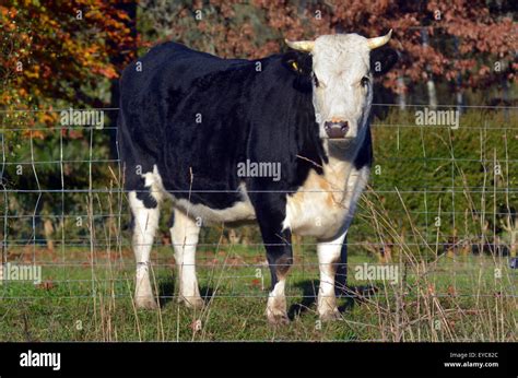 Holstein Bull High Resolution Stock Photography and Images - Alamy