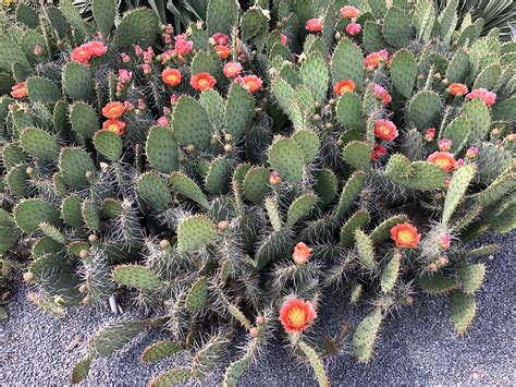 Opuntia Phaeacantha Brown Spine Prickly Pear Cactus Dark Spined