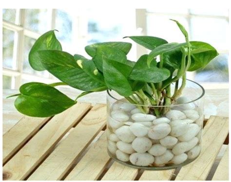 Money Plant According To Vastu Vastu Shastra Tips Vastu Shastra For Home Vastu Shastra For