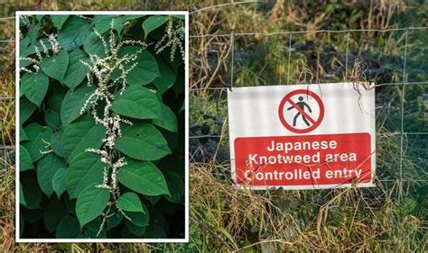 How To Remove Japanese Knotweed From Gardens ‘most Effective Method