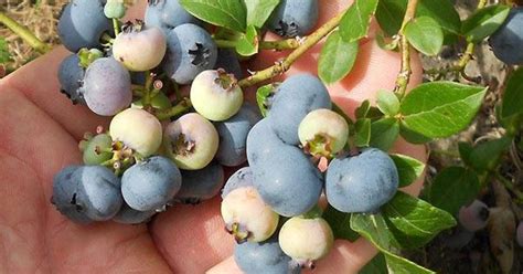 Growing Blueberries Quick Guide And Master Grower S Tips Nail Nail