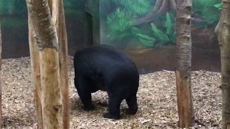 Sun Bear Dancing And Playing At Chester Zoo Youtube