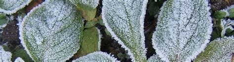 UF IFAS Extension Agent Help Your Plants Survive A Freeze News