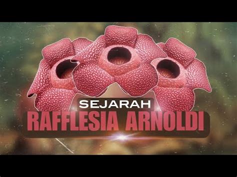 sejarah rafflesia arnoldi  indonesia youtube