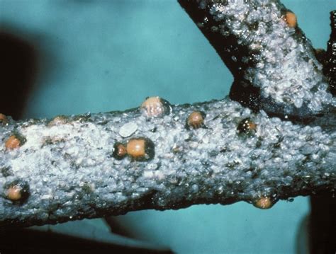 Scale On Trees And Shrubs Damaging Insects Plaguing Allentown