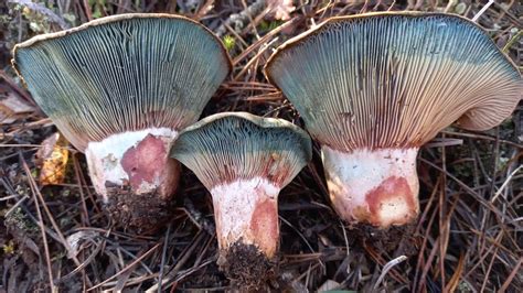 Niscalos Robellons Lactarius Vinosus Lactarius Semisanguifluus