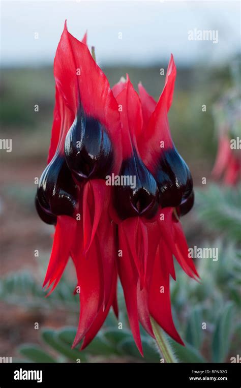 Sturt S Desert Pea Swainsona Formosa In Bloom Stock Photo Alamy