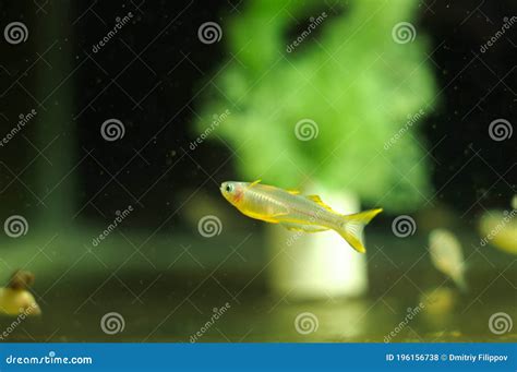 Pseudomugil Furcatus Tropical Fish In Aquarium Stock Photo Image Of