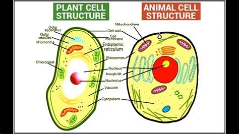 Plant Cell And Animal Cell Picture | Onlog Demax