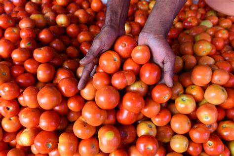 Tomato Prices Continue To Shoot Up Crosses Rs Per Kg In Delhi