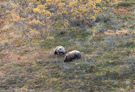 Grizzly Bear Cubs in Alaska Stock Photo - Image of denali, bear: 191915250