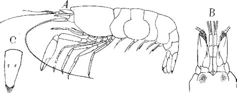 Figure 2 from 7. Some Rare and New Species of Decapod Crustaceans Found ...