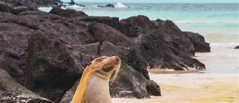 In which ocean are the Galapagos Islands?