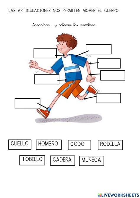 Ficha De Articulaciones Del Cuerpo Humano Para Primer Grado