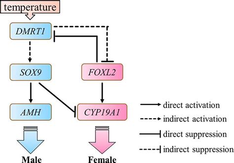 Working Model Of Sex Determination Pathway In The Gonads Of M