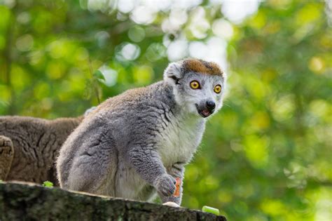 Crowned Lemur Facts Habitat Conservation Status Zoo Populations