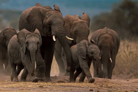 Protecting African forest Elephants - African Conservation Foundation