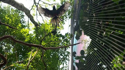 Parque Das Aves Reabre No Dia Novidade O Maior Viveiro De Aves