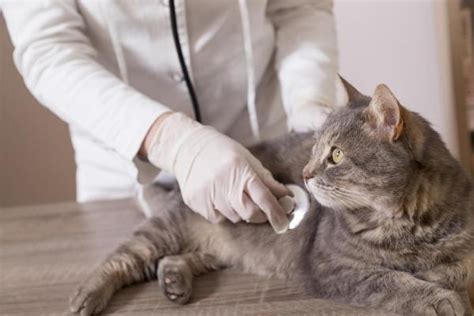 7 Most Dangerous Diseases In Cats Causes And Treatments