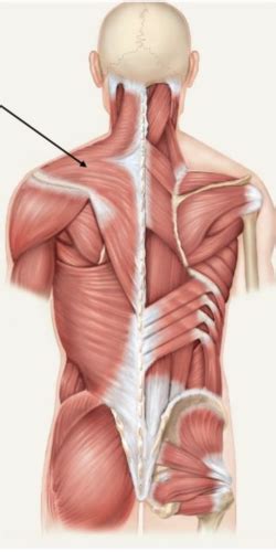 Lab Muscles Of The Chest Shoulders And Back Flashcards Quizlet